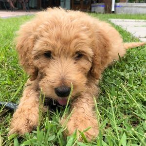 Meet your Posher, Macy